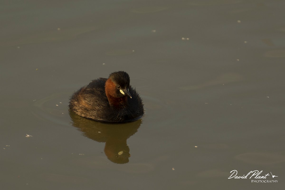 DPPhotography - Cyprus - Little grebe - B.jpg - Little grebe - Oroklini Marsh
