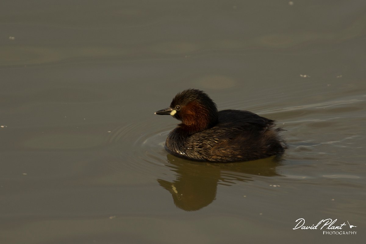 DPPhotography - Cyprus - Little grebe - C.jpg - Little grebe - Oroklini Marsh