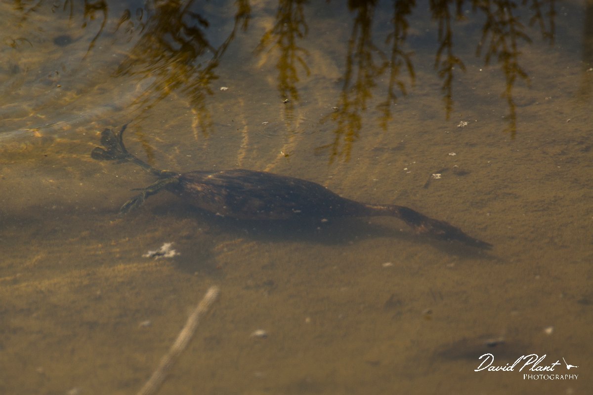 DPPhotography - Cyprus - Little grebe - D.jpg - Little grebe - Zakaki pool