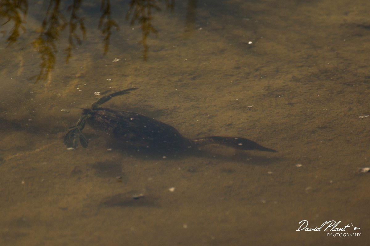 DPPhotography - Cyprus - Little grebe - E.jpg - Little grebe - Zakaki pool