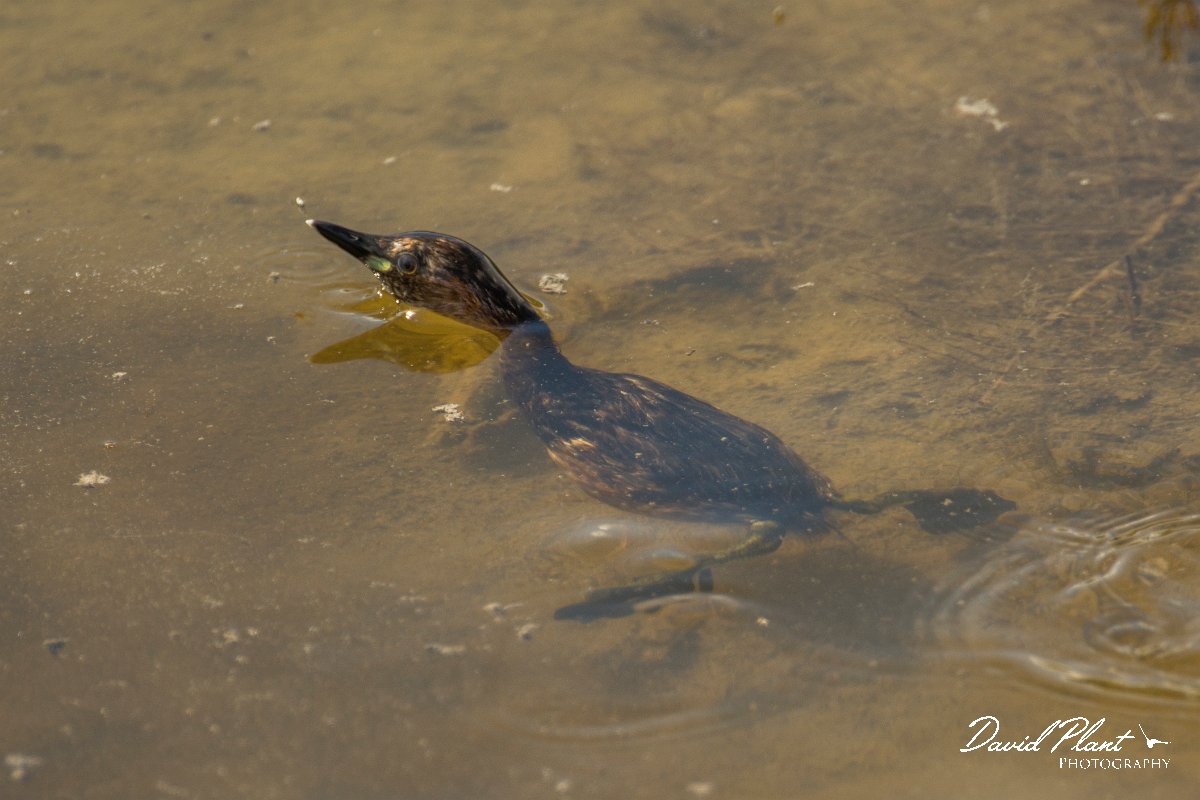DPPhotography - Cyprus - Little grebe - F.jpg - Little grebe - Zakaki pool