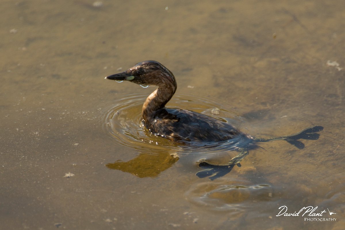 DPPhotography - Cyprus - Little grebe - G.jpg - Little grebe - Zakaki pool