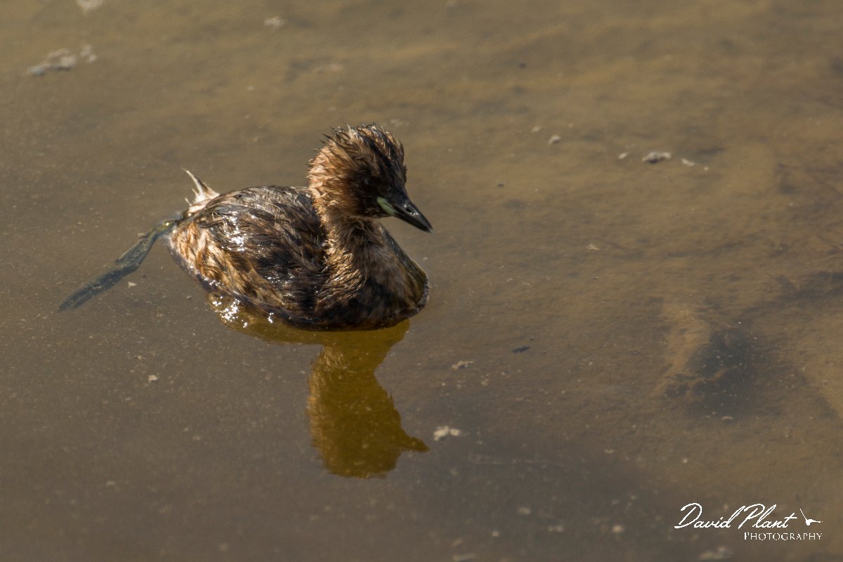 DPPhotography - Cyprus - Little grebe - H.jpg - Little grebe - Zakaki pool