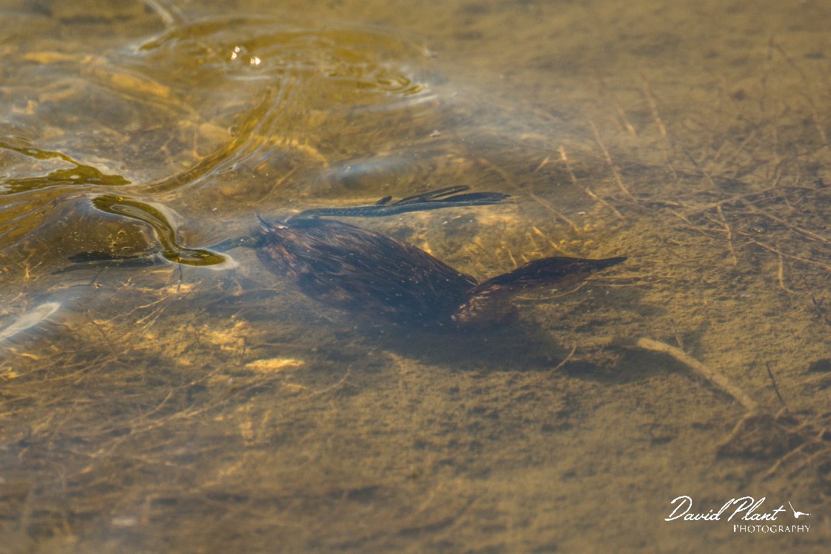 DPPhotography - Cyprus - Little grebe - I.jpg - Little grebe - Zakaki pool