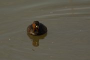 DPPhotography - Cyprus - Little grebe - A