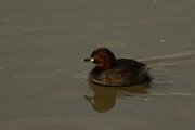 DPPhotography - Cyprus - Little grebe - C