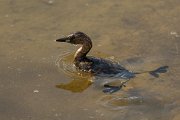 DPPhotography - Cyprus - Little grebe - G