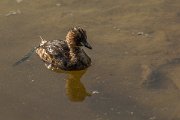 DPPhotography - Cyprus - Little grebe - H
