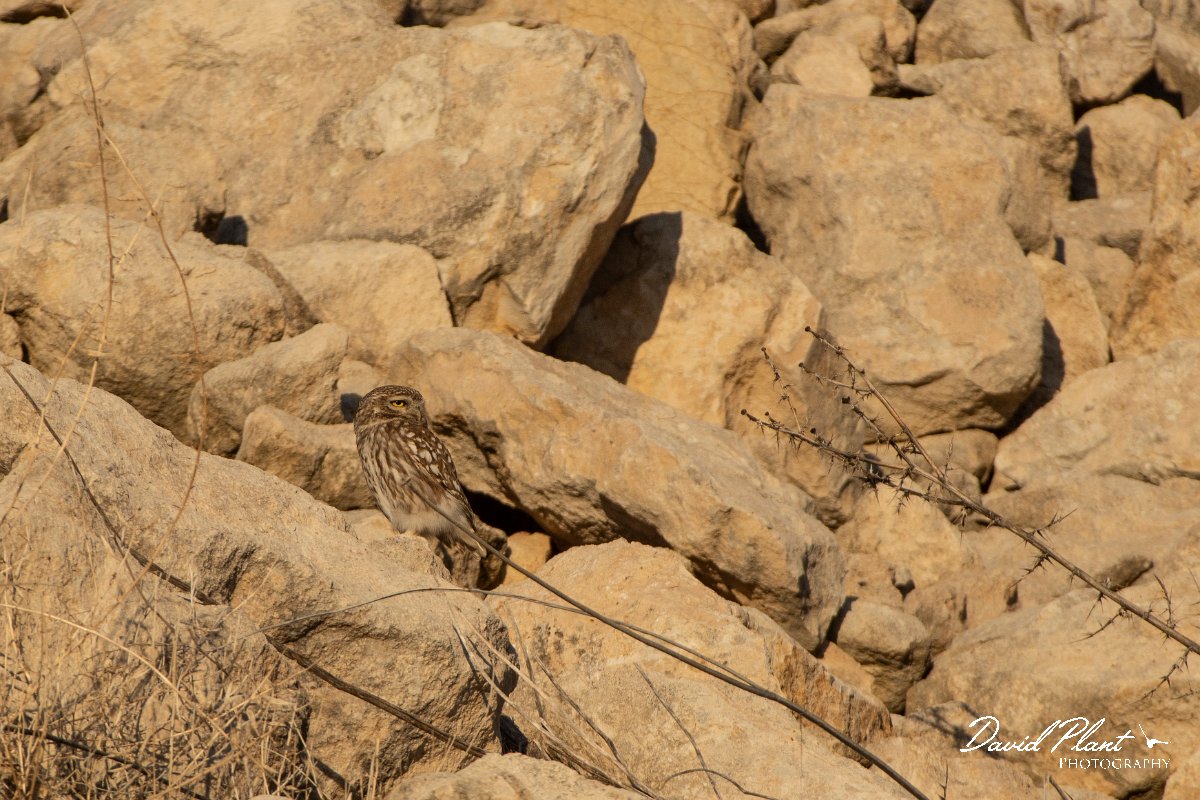 DPPhotography - Cyprus 2 - Little owl - A.jpg - Little owl - Aspro pools area, Cyprus