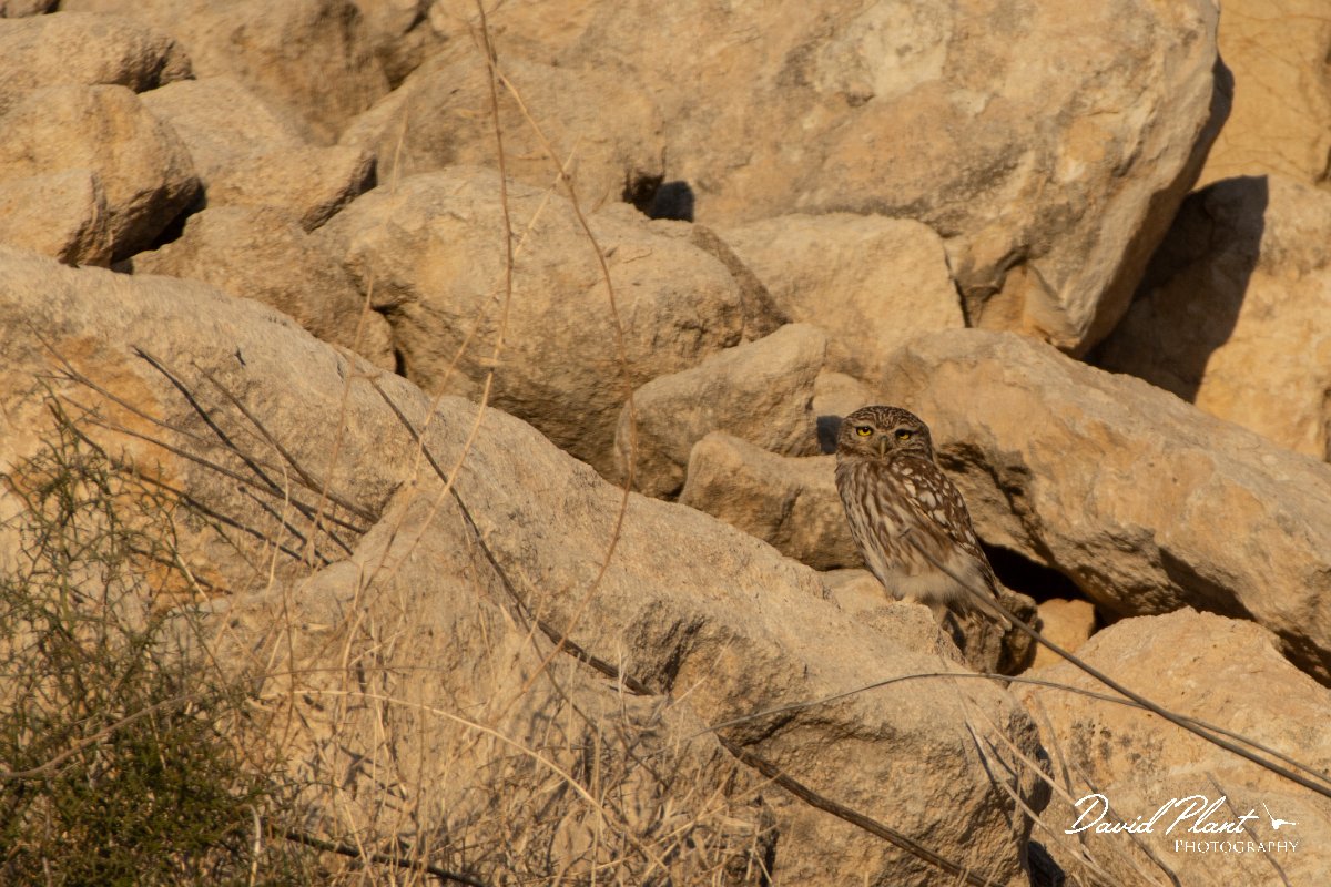 DPPhotography - Cyprus 2 - Little owl - B.jpg - Little owl - Aspro pools area, Cyprus