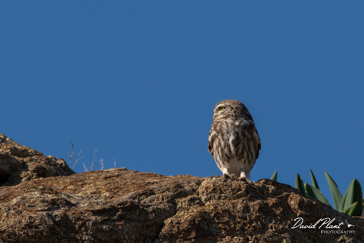 DPPhotography - Cyprus 2 - Little owl - C.jpg - Little owl - Kidasi, Cyprus