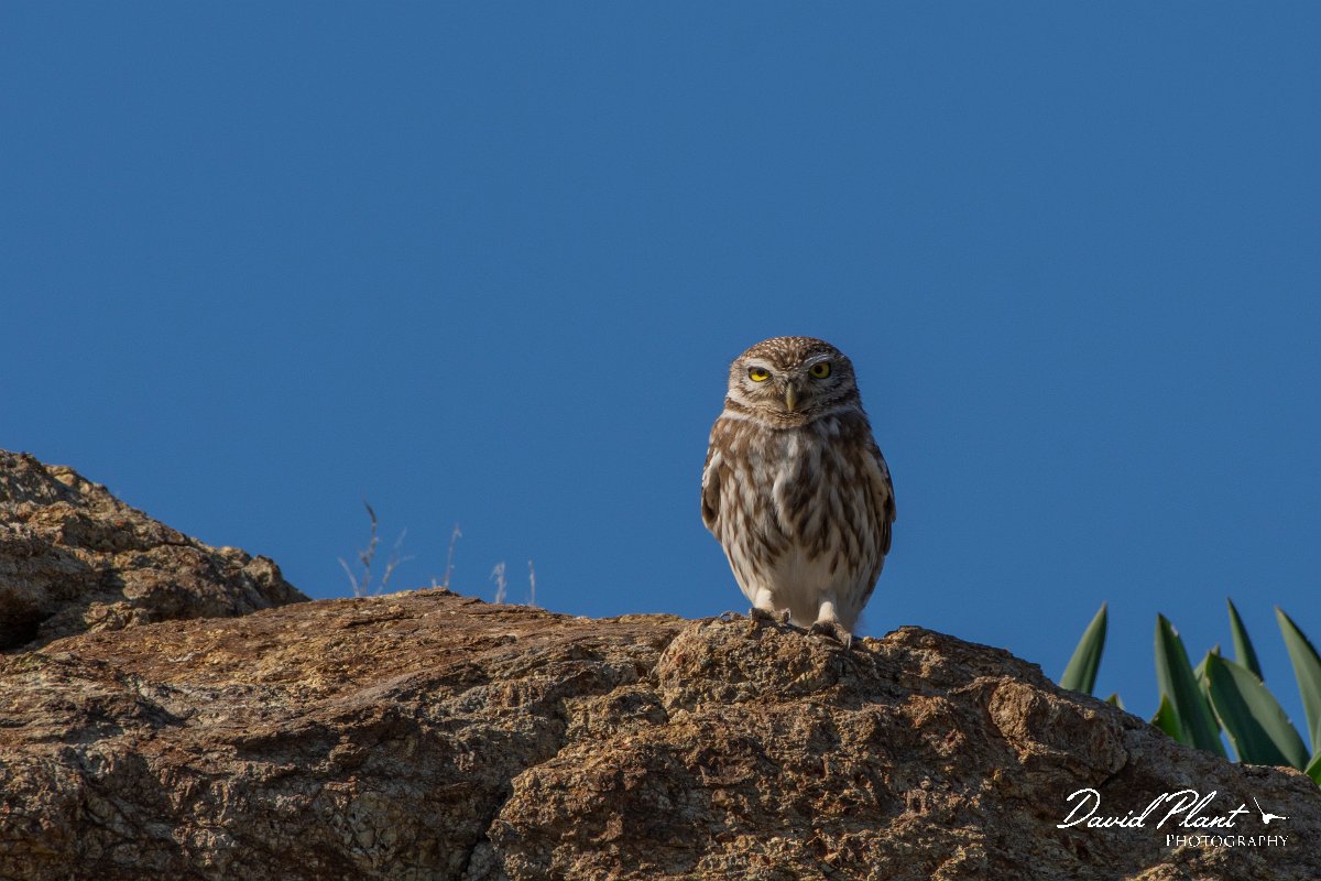 DPPhotography - Cyprus 2 - Little owl - D.jpg - Little owl - Kidasi, Cyprus