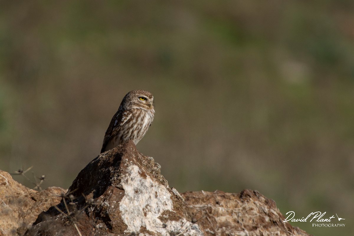 DPPhotography - Cyprus 2 - Little owl - E.jpg - Little owl - Kidasi, Cyprus
