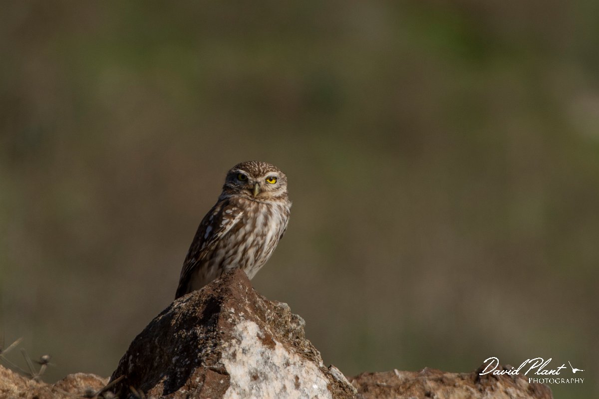 DPPhotography - Cyprus 2 - Little owl - F.jpg - Little owl - Kidasi, Cyprus