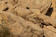 DPPhotography - Cyprus 2 - Little owl - B