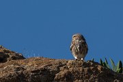 DPPhotography - Cyprus 2 - Little owl - C