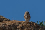 DPPhotography - Cyprus 2 - Little owl - D
