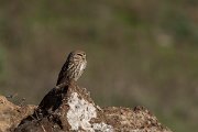 DPPhotography - Cyprus 2 - Little owl - E