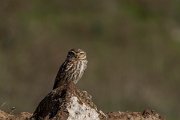 DPPhotography - Cyprus 2 - Little owl - F