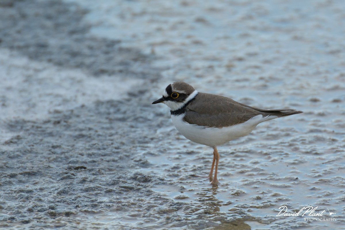 DPPhotography - Cyprus - Little ringed plover - A.jpg - Little ringed plover - Jumbo drain, Larnaca