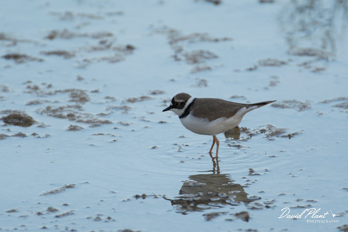 DPPhotography - Cyprus - Little ringed plover - B.jpg - Little ringed plover - Jumbo drain, Larnaca