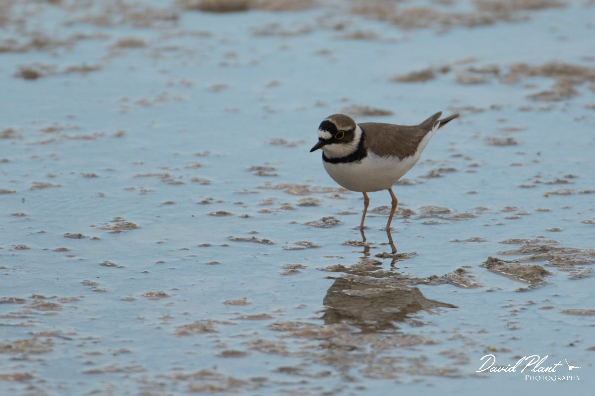 DPPhotography - Cyprus - Little ringed plover - C.jpg - Little ringed plover - Jumbo drain, Larnaca