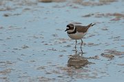 DPPhotography - Cyprus - Little ringed plover - C