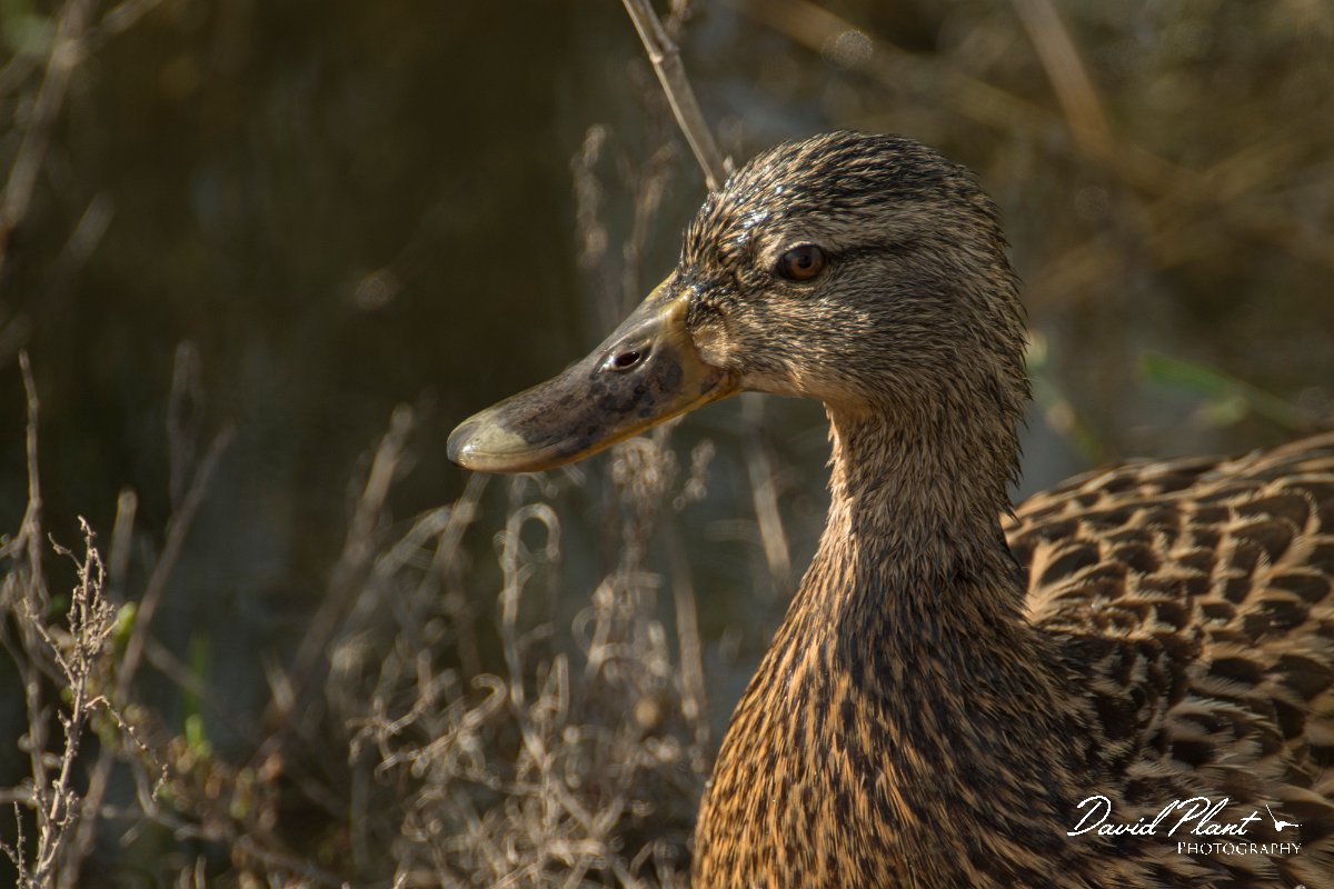 DPPhotography - Cyprus - Mallard - A.jpg - Mallard, female - Zakaki pool