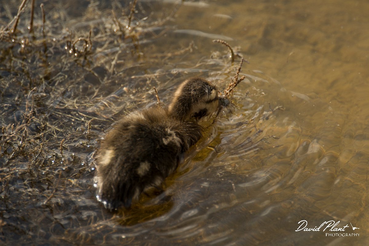 DPPhotography - Cyprus - Mallard - B.jpg - Mallard, duckling - Zakaki pool