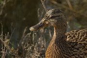 DPPhotography - Cyprus - Mallard - A