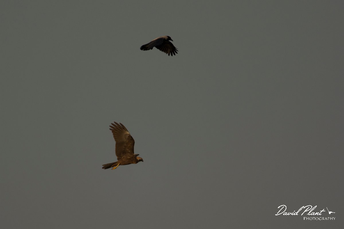 DPPhotography - Cyprus - Marsh harrier - A.jpg - Marsh harrier - Oroklini Marsh