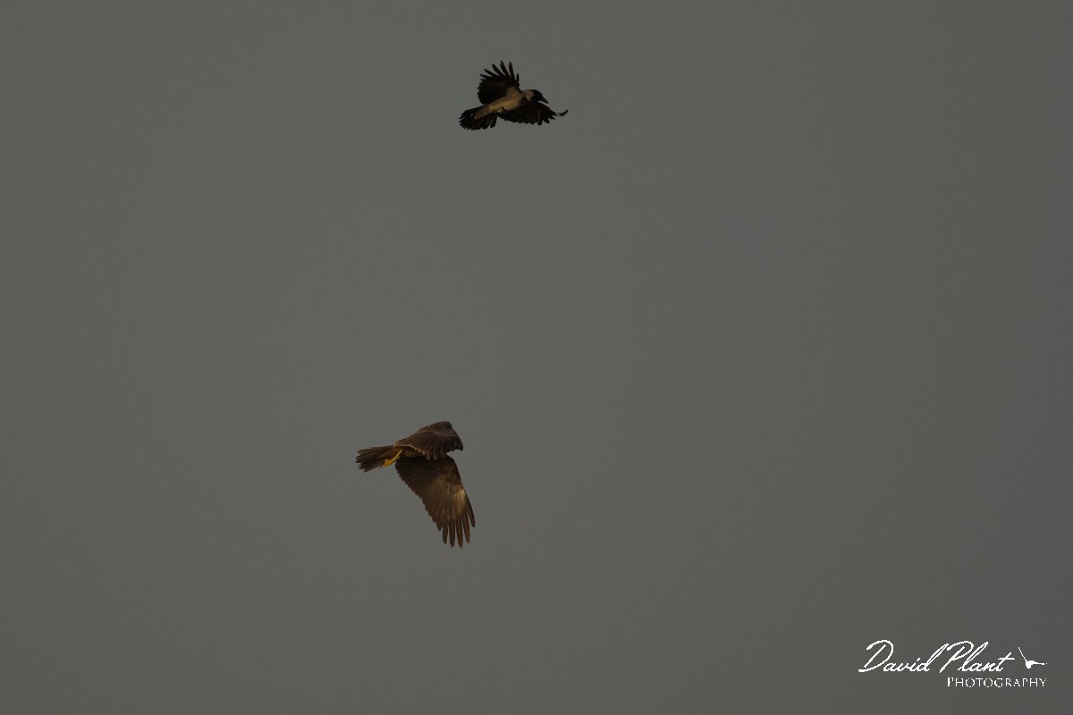 DPPhotography - Cyprus - Marsh harrier - B.jpg - Marsh harrier - Oroklini Marsh