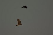 DPPhotography - Cyprus - Marsh harrier - A