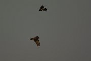 DPPhotography - Cyprus - Marsh harrier - B