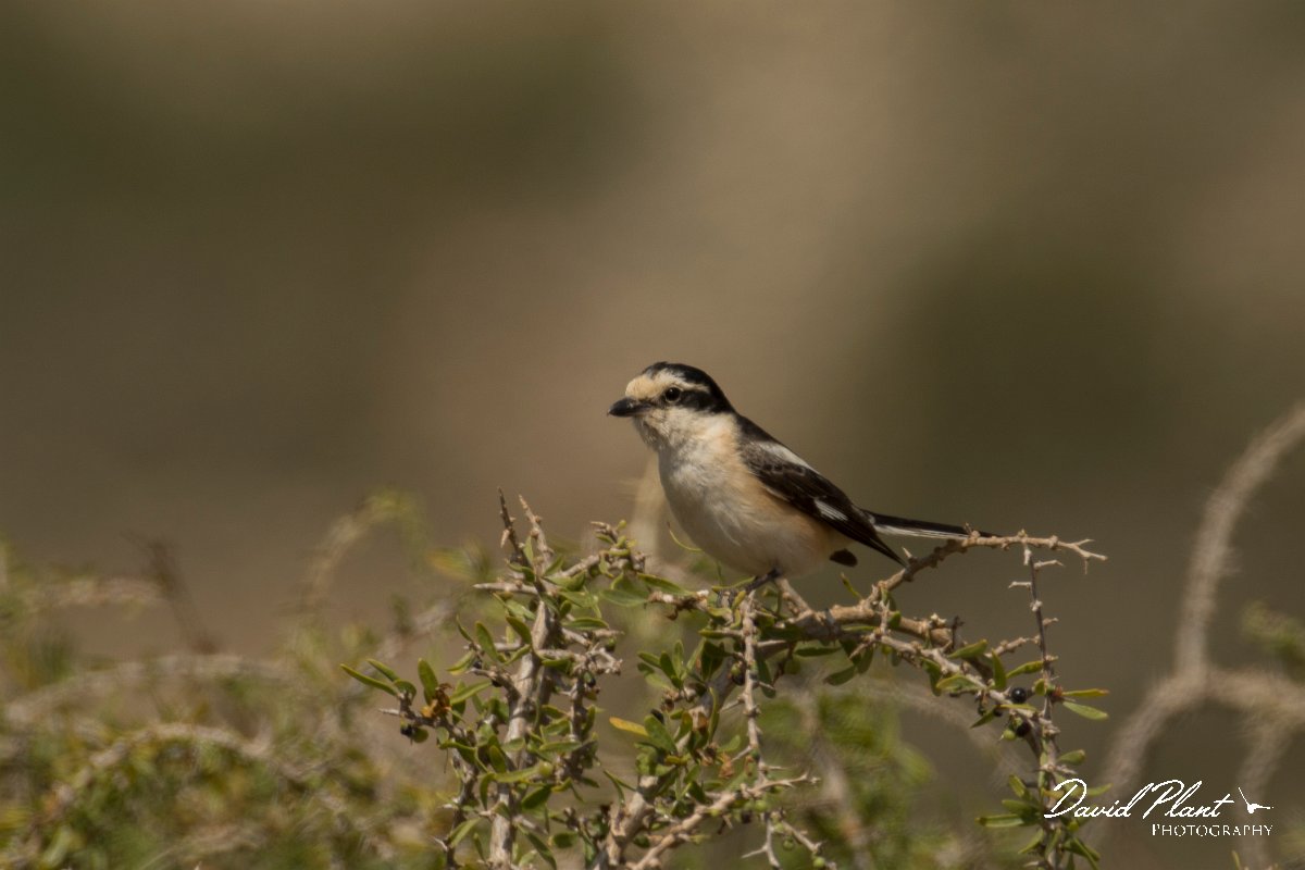 DPPhotography - Cyprus - Masked shrike - A.jpg