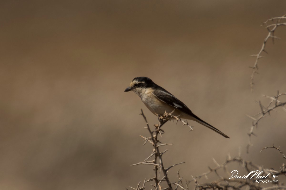 DPPhotography - Cyprus - Masked shrike - C.jpg - Masked shrike - Cape Greco