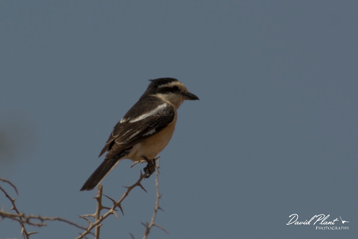 DPPhotography - Cyprus - Masked shrike - D.jpg - Masked shrike - Cape Greco