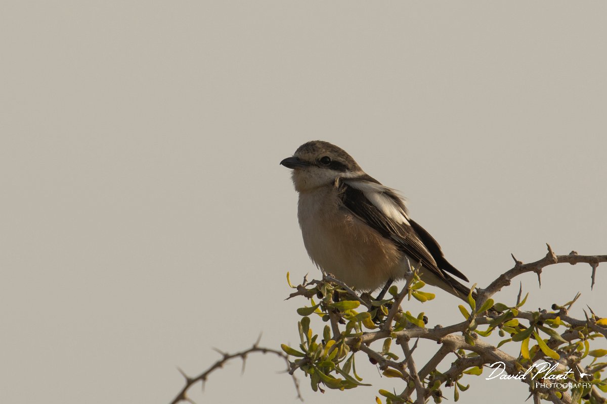 DPPhotography - Cyprus - Masked shrike - E.jpg - Masked shrike - Cape Greco