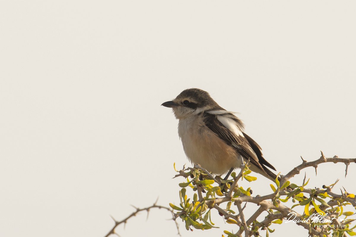 DPPhotography - Cyprus - Masked shrike - G.jpg - Masked shrike - Cape Greco