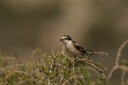 DPPhotography - Cyprus - Masked shrike - A