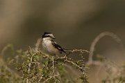 DPPhotography - Cyprus - Masked shrike - B