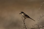 DPPhotography - Cyprus - Masked shrike - C