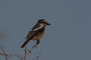DPPhotography - Cyprus - Masked shrike - D