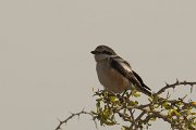 DPPhotography - Cyprus - Masked shrike - E