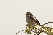DPPhotography - Cyprus - Masked shrike - F