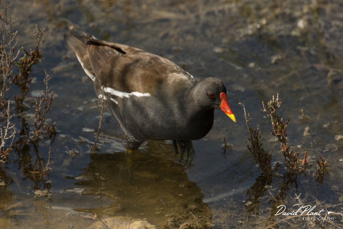 DPPhotography - Cyprus - Moorhen - A.jpg - Moorhen - Zakaki pool
