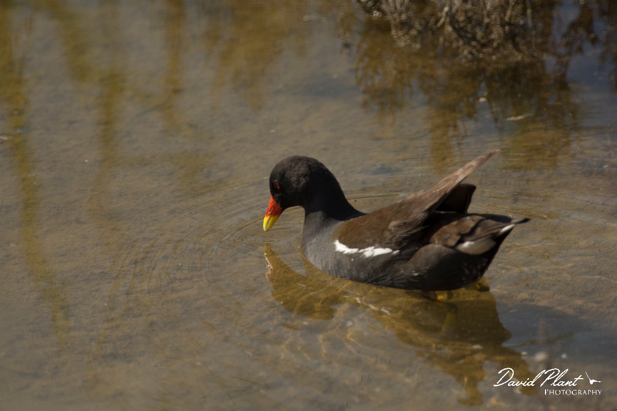DPPhotography - Cyprus - Moorhen - B.jpg - Moorhen - Zakaki pool