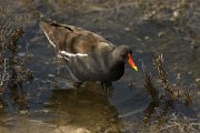 DPPhotography - Cyprus - Moorhen - A