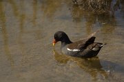 DPPhotography - Cyprus - Moorhen - B