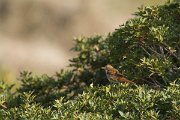 DPPhotography - Cyprus - Nightingale - A